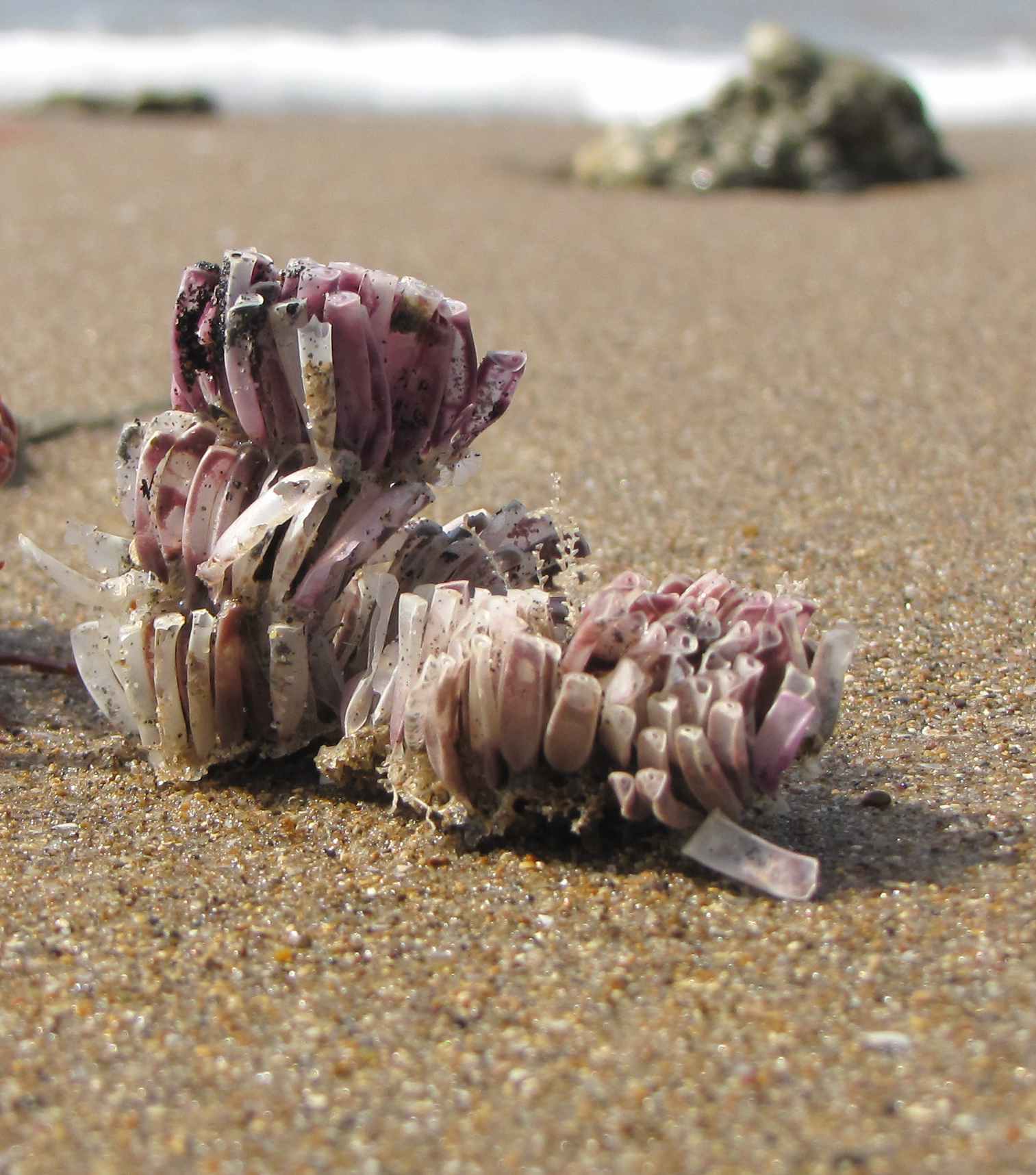 Uova di Stramonita haemastoma
